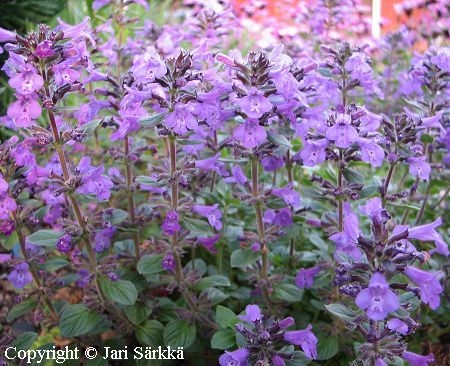 Acinos alpinus, alppikenminttu